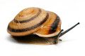 Pleurodonte marginella marginella Cuba adult